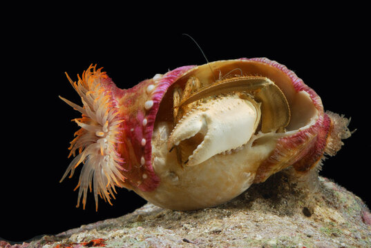 Anemone hermit crab. Crabs place anemones on the shell for protection.; Derawan Island, Borneo, Indonesia.
