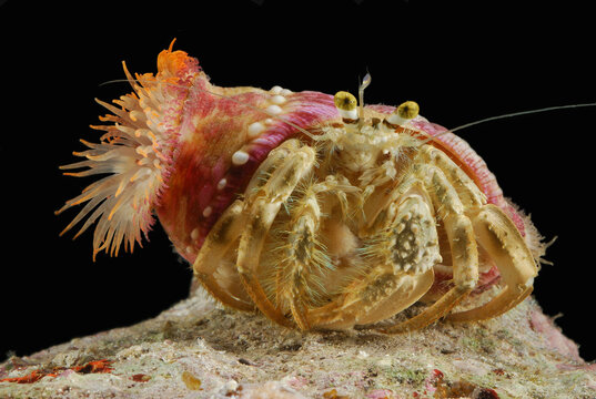Anemone hermit crab. Crabs place anemones on the shell for protection.; Derawan Island, Borneo, Indonesia.