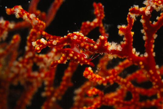 An ovulid snail, Dentiovula sp., mimics and parasitizes a soft coral.; Derawan Island, Borneo, Indonesia.