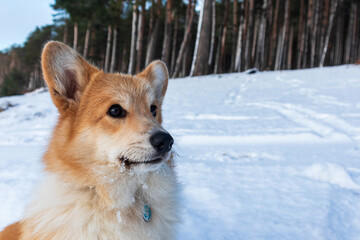 Portrait of beautiful red dog breed Welsh Corgi outdoors in winter