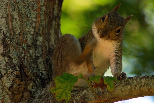 Eastern gray squirrel scratching itself in a tree.; Brewster, Cape Cod, Massachusetts.