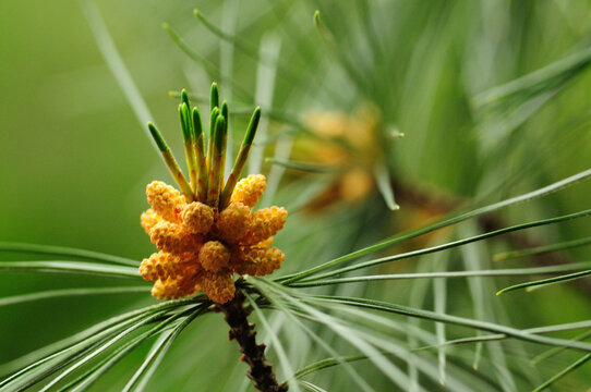 Small male cones on a pine tree.; Wellfleet, Cape Cod, Massachusetts.