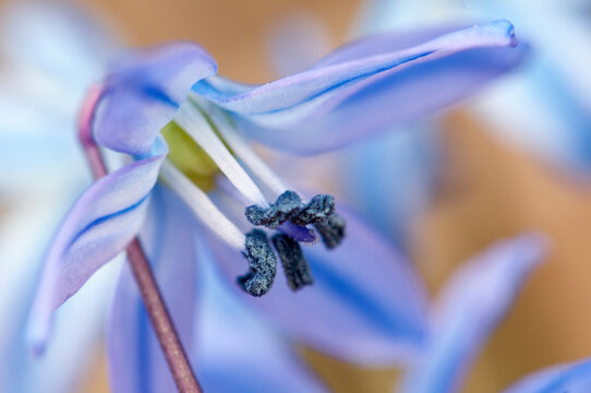 Close up of a tiny blue scilla flower in the early spring.; Cambridge, Massachusetts.