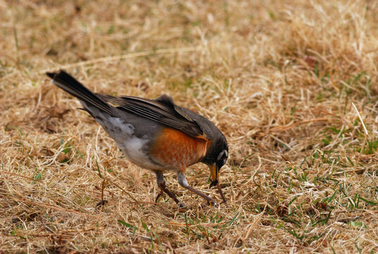 A robin pulls on a worm in a pasture.; Yarmouth, Cape Cod, Massachusetts.