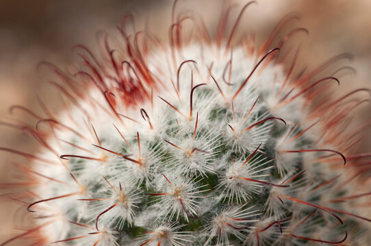 Close view of the Bombasina bombshell cactus, Mammillaria bombycina.; Wellesley, Massachusetts.