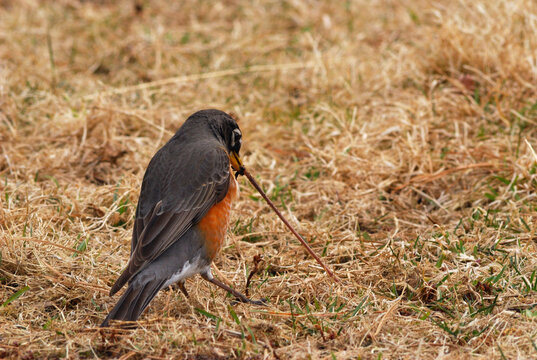 A determined robin pulls hard on a worm in a pasture.; Yarmouth, Cape Cod, Massachusetts.