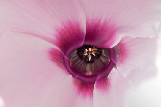 Close up of a Cyclamen persicum flower.; Lexington, Massachusetts.