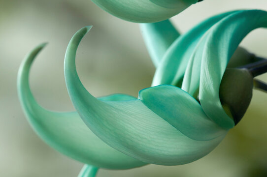 Close up of two jade vine flowers, Strongylodon macrobotrys.; Wellesley, Massachusetts.