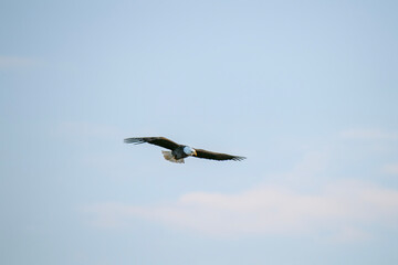 Bald Eagle soars overhead in search of food