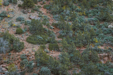 People walking on a popular hiking trail the emerald pools walk in zion national park in utah.