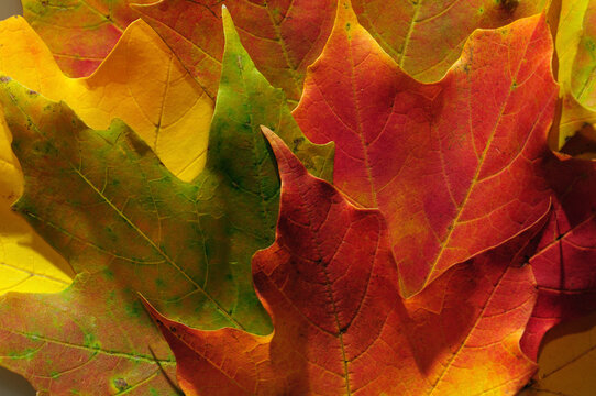 Close up of fallen maple leaves in autumn hues.; Concord, Massachusetts. - Powered by Adobe