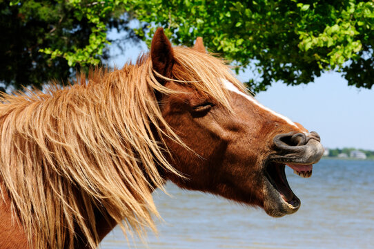 Close up of a wild Chincoteague pony neighing loudly.; Assateague Island, Assateague Island National Seashore, Maryland.