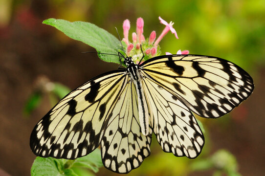 A rice paper butterfly, Idea leocone, on a flowering plant.; Westford, Massachusetts.