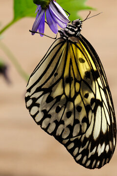 A rice paper butterfly, Idea leuconoe, resting on a flower.; Westford, Massachusetts.