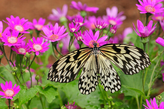 A rice paper butterfly, Idea leocone, pollinating pink daisies.; Westford, Massachusetts.