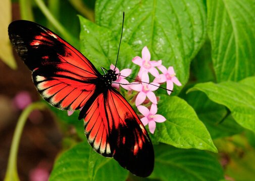 A red and black Heliconius butterfly drinks nectar from pink flowers.; Westford, Massachusetts.