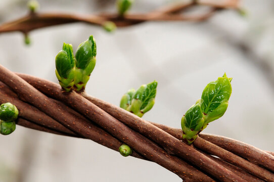 Close up of twisting woody vines sprouting new leaves.; Arlington, Massachusetts.