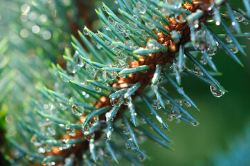Close up of a Colorado blue spruce branch with lots of water drops.; Brewster, Cape Cod, Massachusetts.