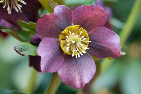 Close up of a lenten rose flower, Helleborus species.; Brewster, Cape Cod, Massachusetts.
