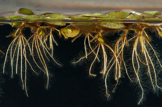 Lateral view of a floating fern, Salvinia species, with roots in water.; Wellesley, Massachusetts.
