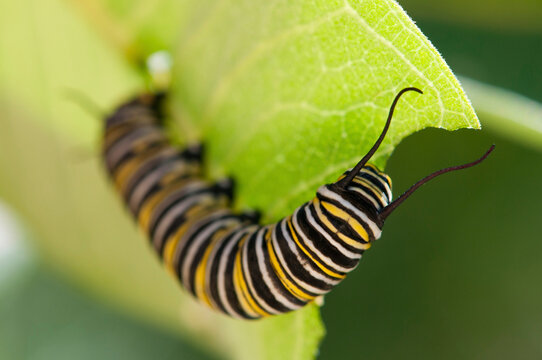 Close up of a monarch caterpillar, Danaus plexippus, feeding on a milkweed leaf.; Estabrook Woods, Concord, Massachusetts.