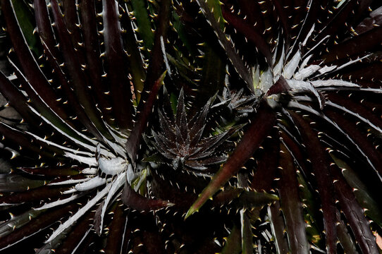 Close up detail of the rosettes of a spiny succulent plant.; Atlanta Botanical Garden, Atlanta, Georgia.