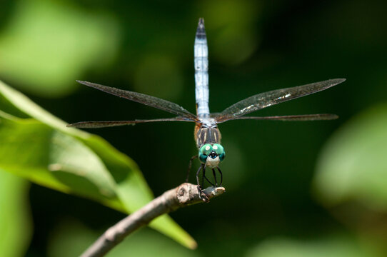 A male blue dasher dragonfly, Pachydiplax longipennis, sunning on a twig.; Great Meadows National Wildlife Refuge, Sudbury, Massachusetts.
