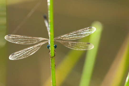 Portrait of a male slender spreadwing damselfly, Lestes rectangularis, perching on a reed.; Estabrook Woods, Concord, Massachusetts.