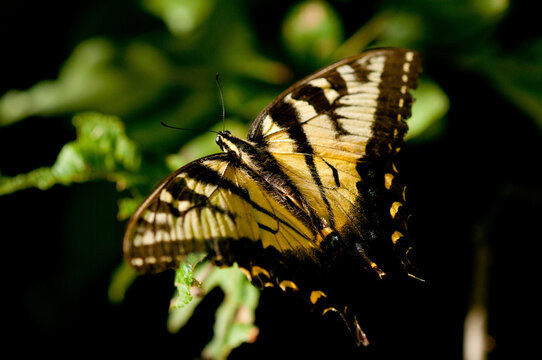 Portrait of a female eastern tiger swallowtail butterfly, Papilio glaucus, on a plant.; McClennen Park, Arlington, Massachusetts.