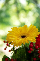 Closeup of yellow gerbera in bouquet with decorative berries on a green leaves background