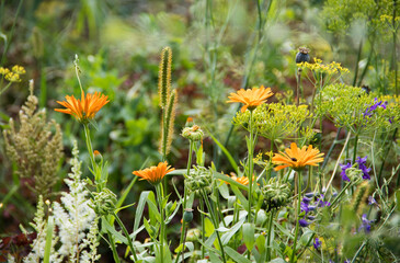 Beautiful spring and summer meadow with colorful wild flowers