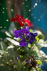 Closeup of faded blue petunias flowers on stems with vintage garden background