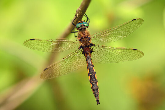 An unknown dragonfly, probably a baskettail, Epitheca species, on a branch.; Estabrook Woods, Concord, Massachusetts.