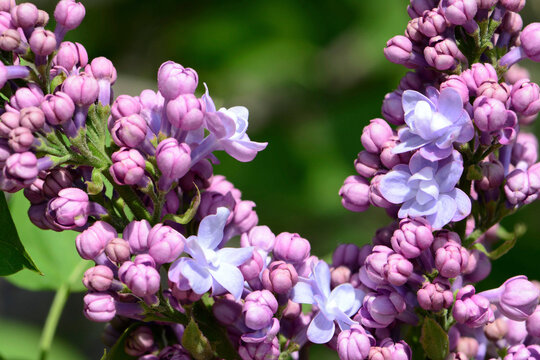 Close up of lilacs, Syringa species, blooming in spring.; Arnold Arboretum, Jamaica Plain, Massachusetts.