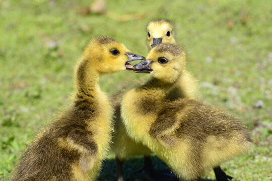 Sibling Canada geese goslings, Branta canadensis, interacting.; J. F. Kennedy Park, Cambridge, Massachusetts.