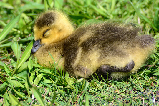 A Canada goose gosling, Branta canadensis, sleeping in the grass.; J. F. Kennedy Park, Cambridge, Massachusetts.
