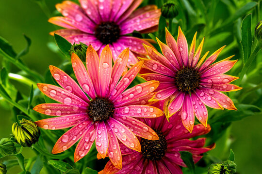 Close up of a bunch of bright colourful flowers with water droplets; Calgary, Alberta, Canada