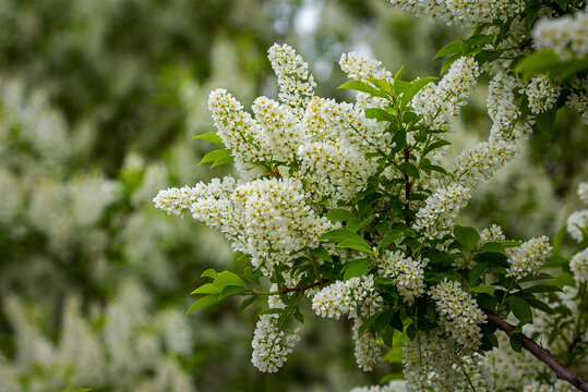 Close-up of grouping of Mayday tree (Prunus padus) blossoms; Calgary, Alberta, Canada