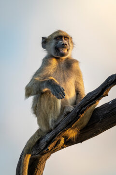 Chacma baboon (Papio ursinus) sits in tree showing teeth in Chobe National Park; Botswana