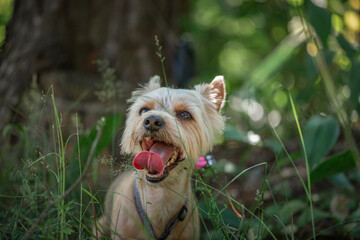 Naklejka na ściany i meble Beautiful thoroughbred Yorkshire terrier on a walk in the summer forest.