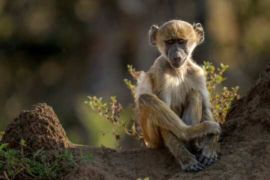 Chacma baboon (Papio ursinus) sits staring on termite mound in Chobe National Park; Botswana