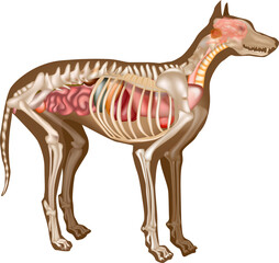 Canine Internal Anatomy Chart. Anatomy of dog with inside organ structure examination vector illustration. Canine skeleton veterinary. Anatomy
