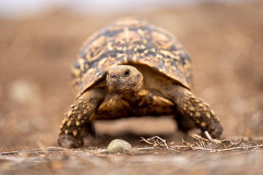 Leopard tortoise (Stigmochelys pardalis) stands on savannah near pebble; Laikipia, Kenya