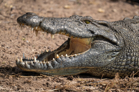 Close-up of Nile crocodile head (Crocodylus niloticus) opening jaws wide in Chobe National Park; Botswana