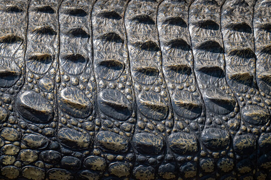 Close-up of Nile crocodile (Crocodylus niloticus) skin in sun in Chobe National Park; Botswana
