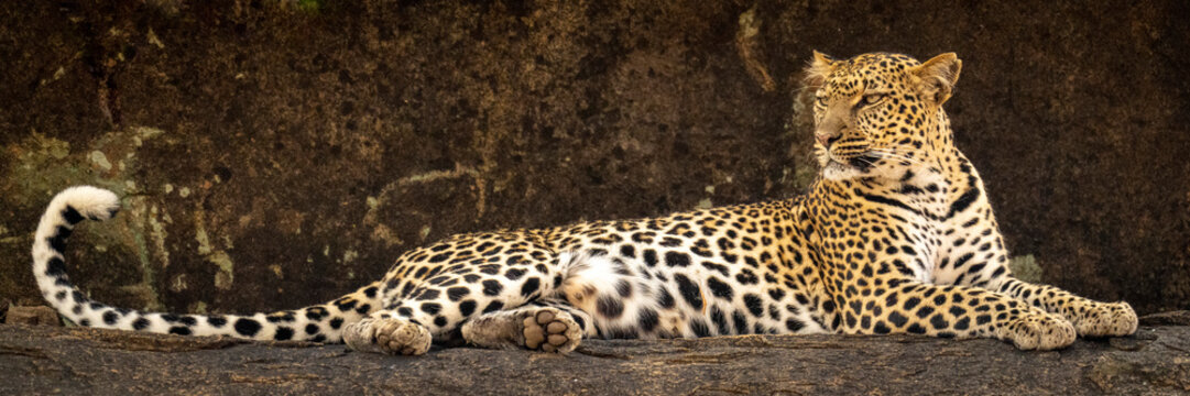 Panorama of Leopard (Panthera pardus) lying on rocky ledge; Kenya