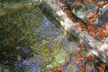 Beech trees reflected in a pond in Autumn