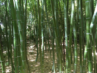 Green bamboo forest in the garden