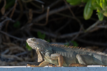 A Green Iguana (Iguana iguana), an invasive species in the Florida Keys, USA.