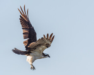 An Osprey (Pandion haliaetus) in flight against a clear sky in the Florida Keys, USA.